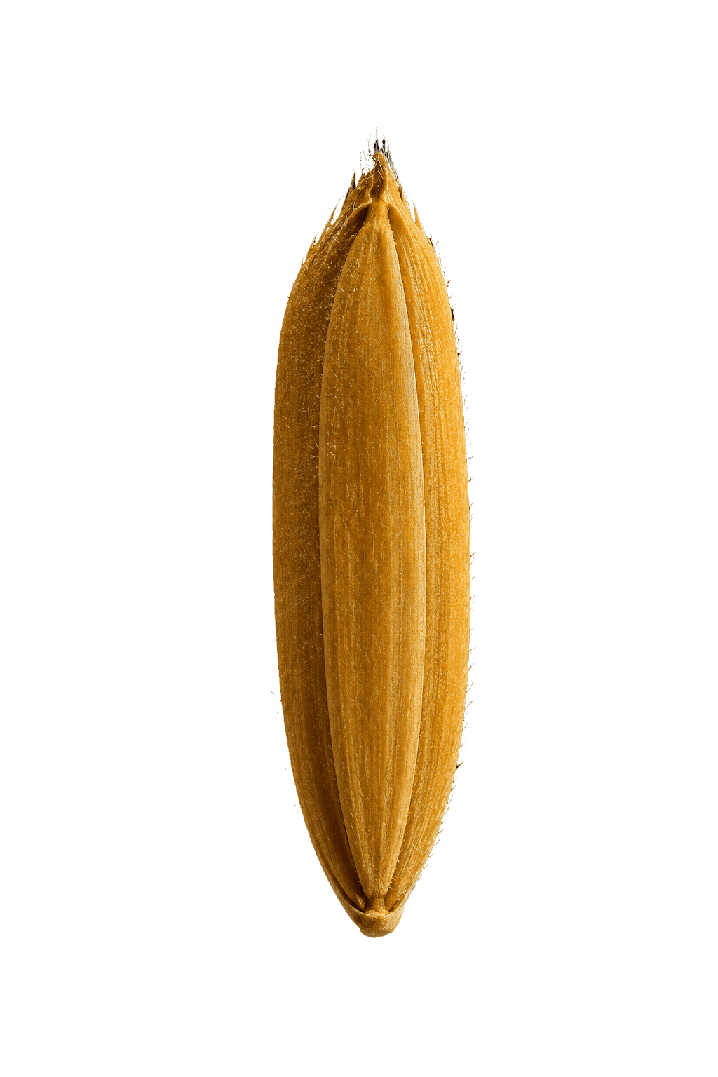 Raw Paddy
