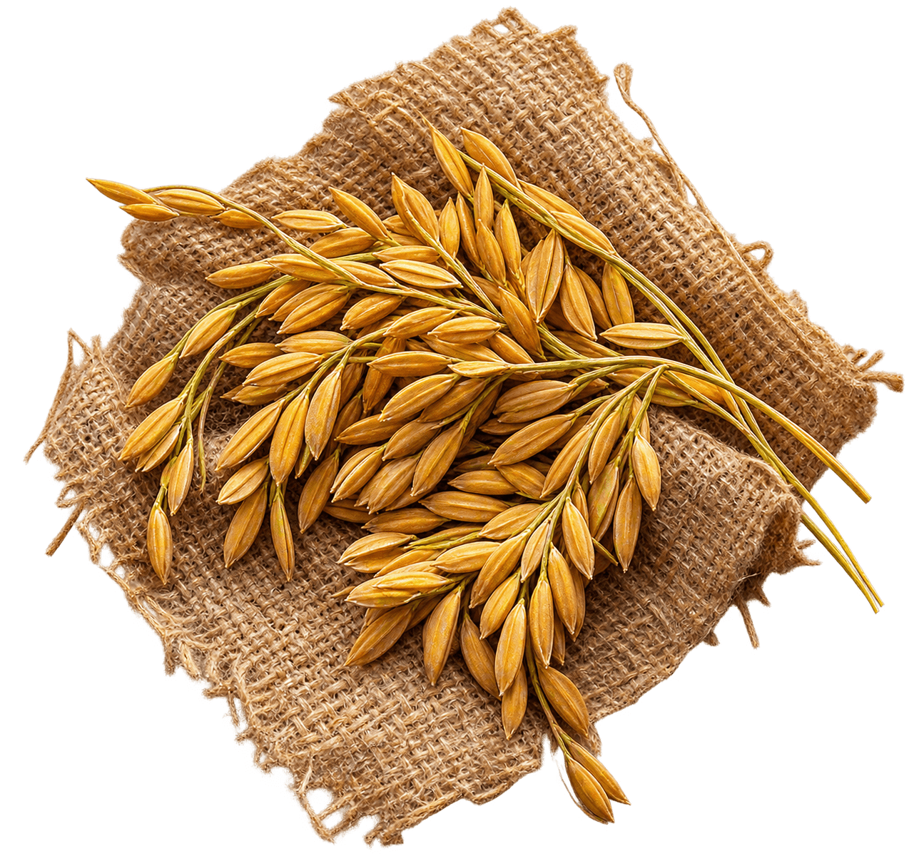 Sourced Paddy