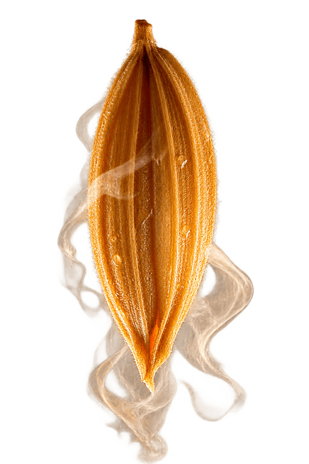 Steamed Paddy