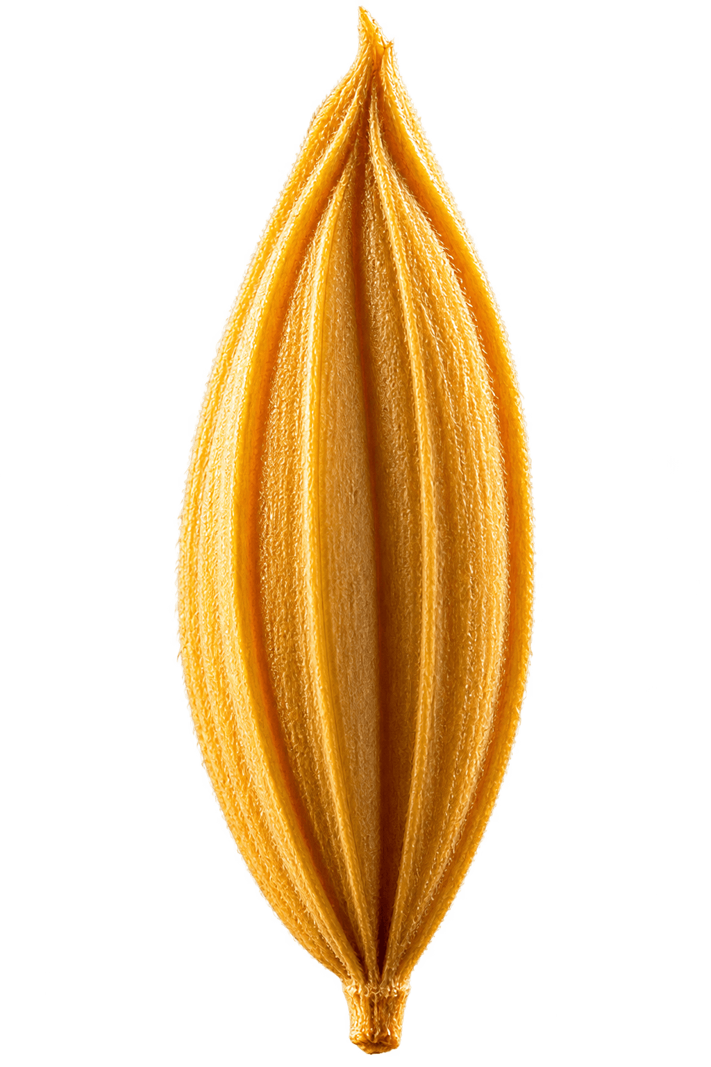 Sun Dried Grain